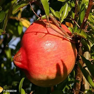 Platone Pomegranate Plant anr51