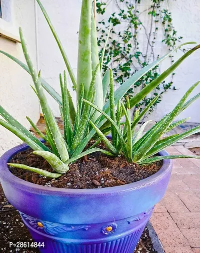 Platone Aloe Vera Plant Aloevera Live PlantMedicinal Live Plant A60-thumb0