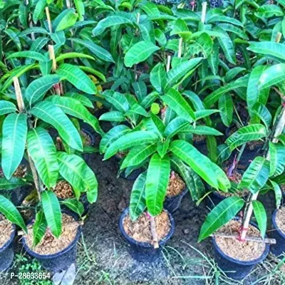 Platone Mango Plant Live Dwarf Thailand MangoPlant-thumb3