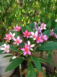 Platone Plumeria Plant Pulmeria flower plant 12-thumb1