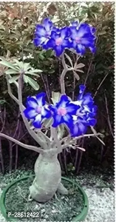 Platone Adenium Plant Blue Adenium Plant