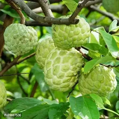 Platone Custard Apple Plant Custard Apple Plant-thumb0