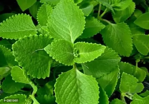 Platone Ajwain Plant Live Ajwain Medicine Plant Good Health-thumb0