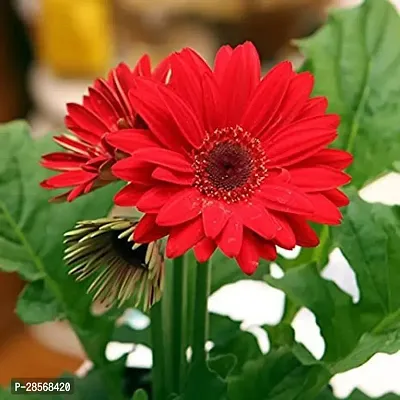 Platone Gerbera Plant GERBERA PLANT-02-thumb0