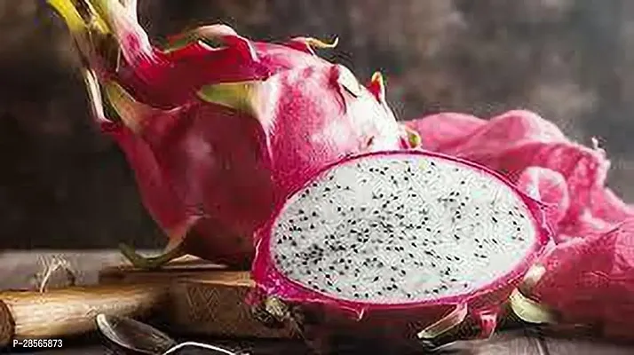 Platone Dragon Tree HYBRIDE RED DRAGON FRUIT PLANT PACK OF 2