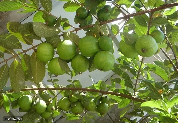 Platone Guava Plant Nalikrd guava plant