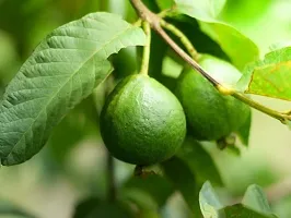 Platone Guava Plant GUAVA PLANT SS777-thumb1