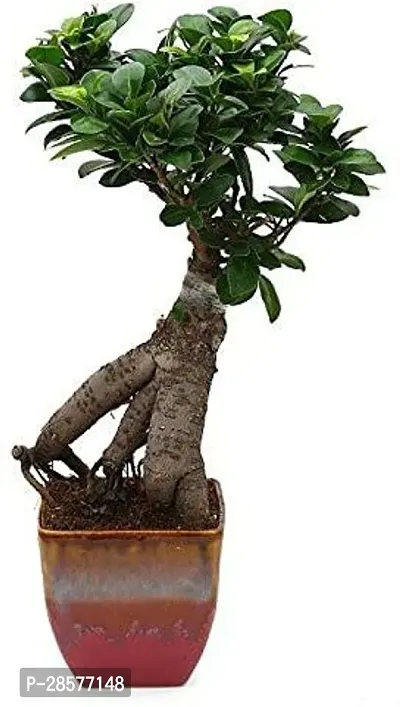 Platone Ficus Bonsai Plant HJNB168