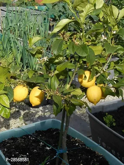 Platone Lemon Plant E-GRDN_833-thumb0