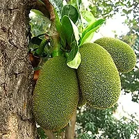 Platone Jack Fruit Plant Honey Gold Jackfruit-thumb1