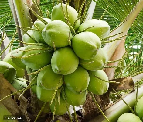 Platone Coconut Plant yc01-thumb0