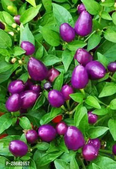 Platone Brinjal KKH108