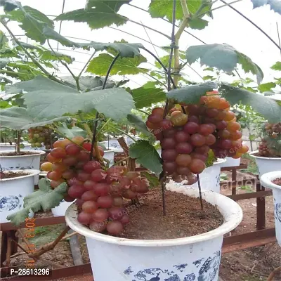 Platone Grapes Plant Rare Exotic Tropical Fruit Grape Vitis Vinifera Dwarf Grape Plant-thumb0