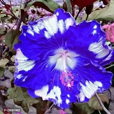 Platone Hibiscus Plant 432Hibiscus PlantHybrid-thumb0