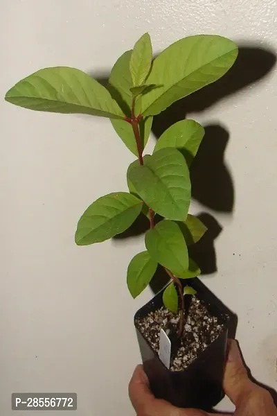 Platone Guava Plant RED GUAVA PLANT