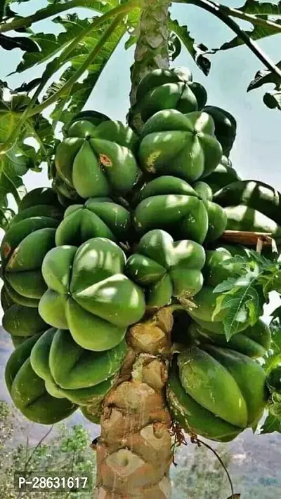 Platone Papaya Plant PAPAYA PLANT O1-thumb0