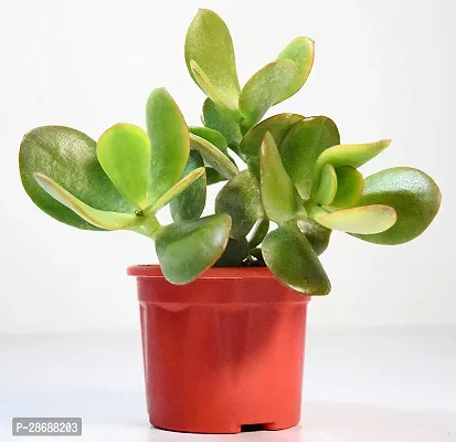 Platone Jade Plant JADE PLANT-thumb0