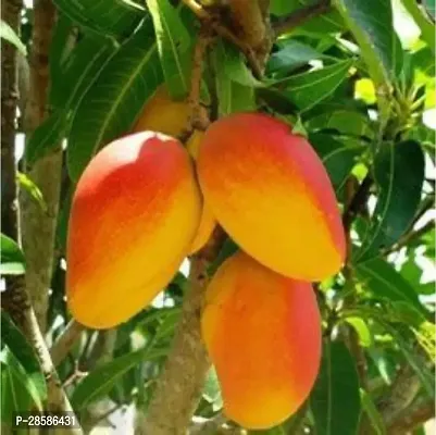 Platone Mango Plant MANGO_JAPANESE_VARIETY_268