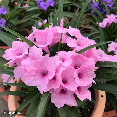 Platone ZZ Plant Ruellia simplex Plants