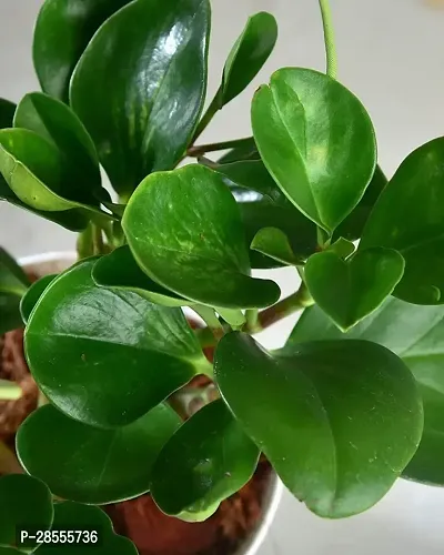 Platone Ficus Bonsai Plant GHBN137-thumb0