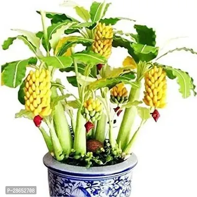 Platone Banana Plant Coro-Imps-1198-thumb0