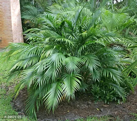 Platone Foxtail Palm Plant eco worldsFoxtail Palm Plant-thumb0