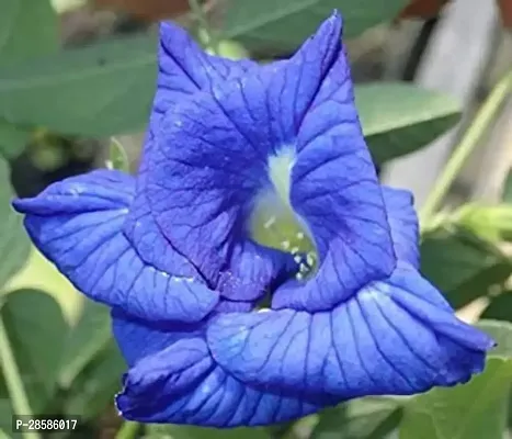 Platone Aparajita Butterfly Pea Plant Aparajita Blue Double Flowering Plant - Clitoria Ternatea