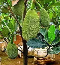 Platone Jackfruit Plant PD 0002-thumb2