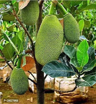 Platone Jackfruit Plant PD 0002-thumb3