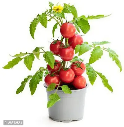 Platone Tomato Plant tomato plant 71