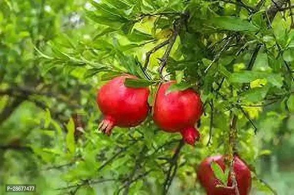 Platone Pomegranate Plant Pomegranate Plant 324-thumb0