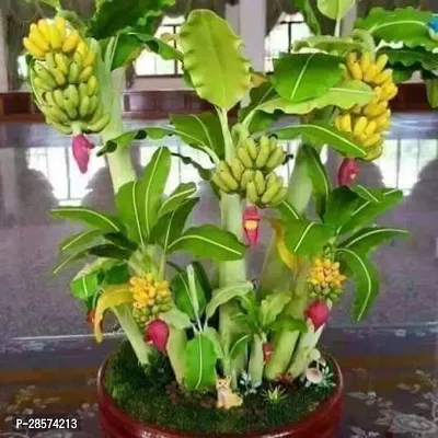 Platone Banana Plant CE23