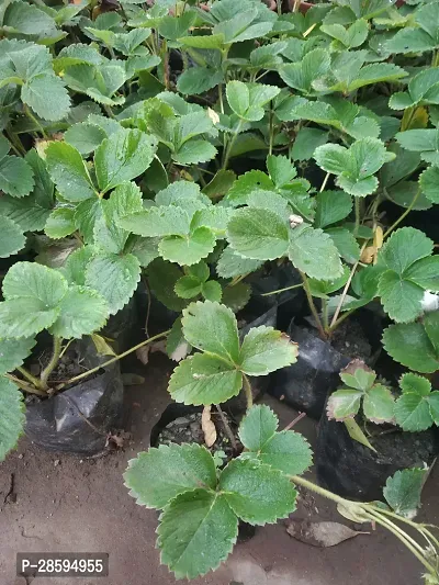 Platone Strawberry Plant Strawberry Plant