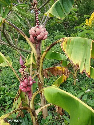 Platone Banana Plant BANANA PLANT GGFD-thumb0