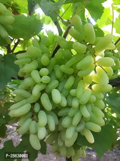 Platone Grapes Plant 85GrAPES Sweet Hybrid Plant