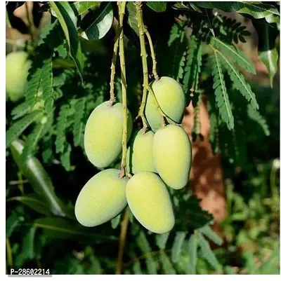 Platone Mango Plant Daseri Mango Fruit Plant-thumb0