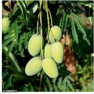 Platone Mango Plant Daseri Mango Fruit Plant