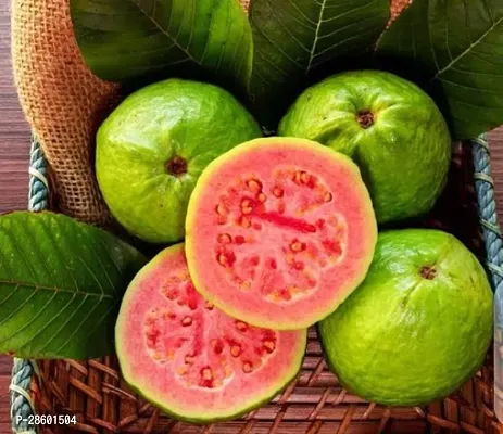 Platone Guava Plant Guava plants