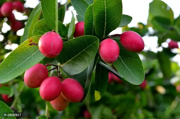 Platone Karonda Plant KarondaKormocha Plant