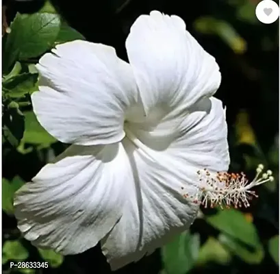 Platone Hibiscus Plant hibiscus flower live plant