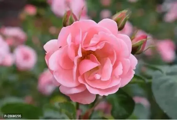 Platone Rose Plant rose plant 177