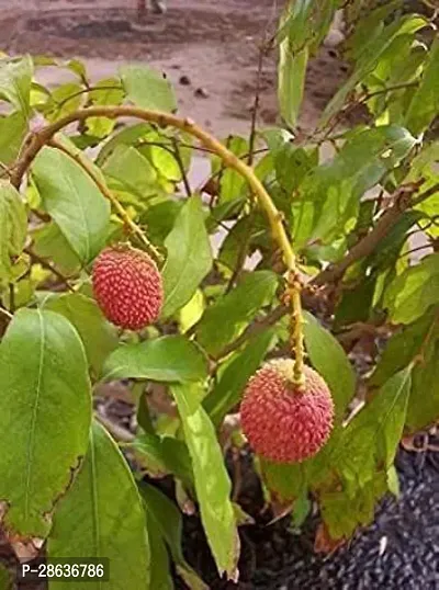 Platone Litchi Plant Hybrid Litchi Plant_E43 -PACK OF 1