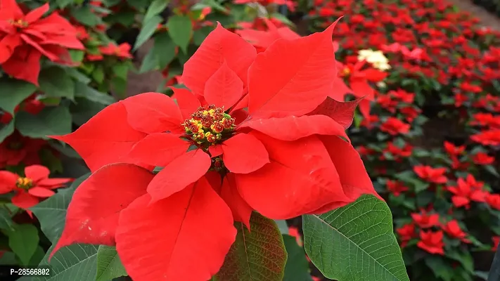 Platone Poinsettia Plant Red Rare Poinsettia Live PlantV-4-thumb2