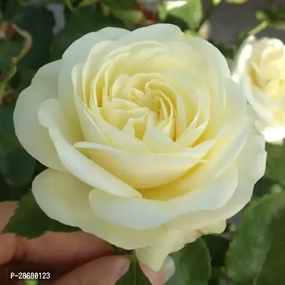 Platone Rose Plant Rich Cream Japanese Rose Plant