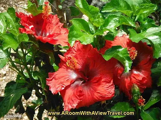 Platone Hibiscus Plant red hibiscus6-thumb3