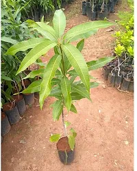 Platone Mango Plant MANGO PLANT 333-thumb2