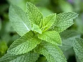 Platone Mint Plant MINT PLANT OH66-thumb2