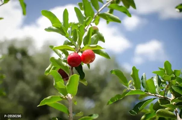 Platone Cherry Fruit Plant QHD-thumb0