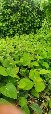 Platone Betel Leaf Plant BETEL LEAF PLANT TT3-thumb1