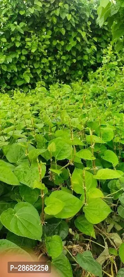 Platone Betel Leaf Plant BETEL LEAF PLANT TT3-thumb2